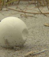 Volunteers scour Cocoa Beach for displaced sea turtles, eggs after Hurricane Dorian