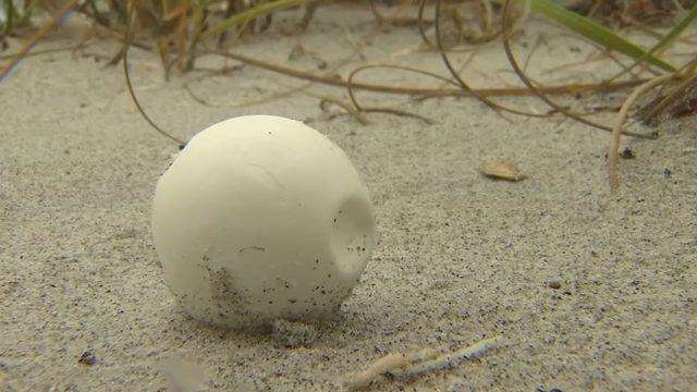 Volunteers scour Cocoa Beach for displaced sea turtles, eggs after Hurricane Dorian