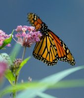 These Butterflies Evolved to Eat Poison. How Could That Have Happened?