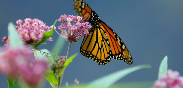 These Butterflies Evolved to Eat Poison. How Could That Have Happened?