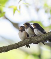 US and Canada have lost more than 1 in 4 birds in the past 50 years