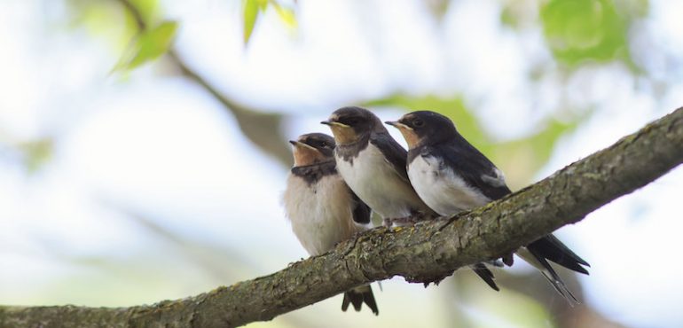 US and Canada have lost more than 1 in 4 birds in the past 50 years