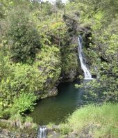 New data on the evolution of plants and origin of species