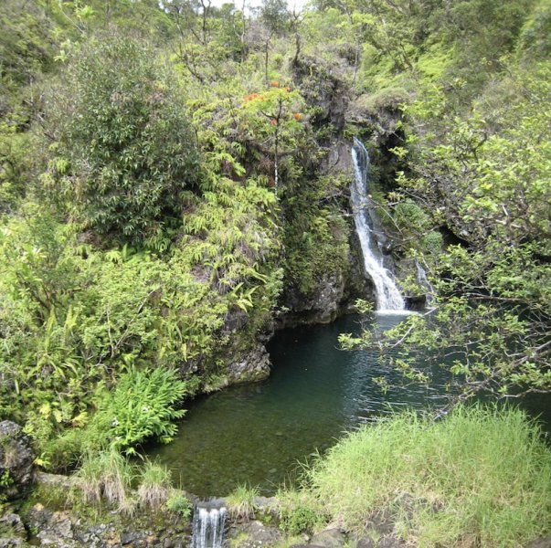 New data on the evolution of plants and origin of species