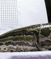 Poor water conditions drive invasive snakeheads onto land