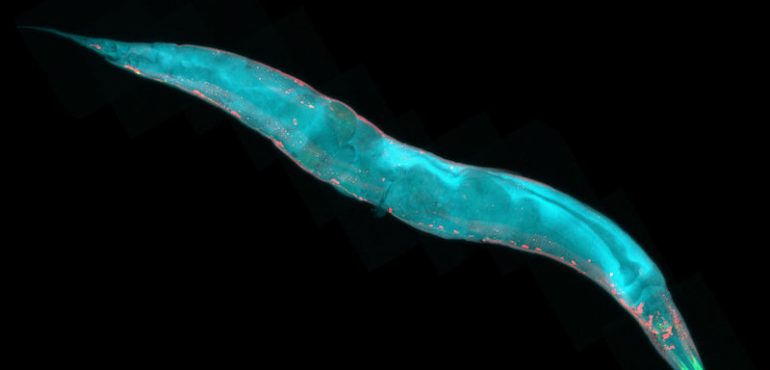 Genetic discovery holds implications for better immunity, longer life