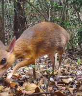 Deer-like animal thought lost to science photographed for first time in 30 years