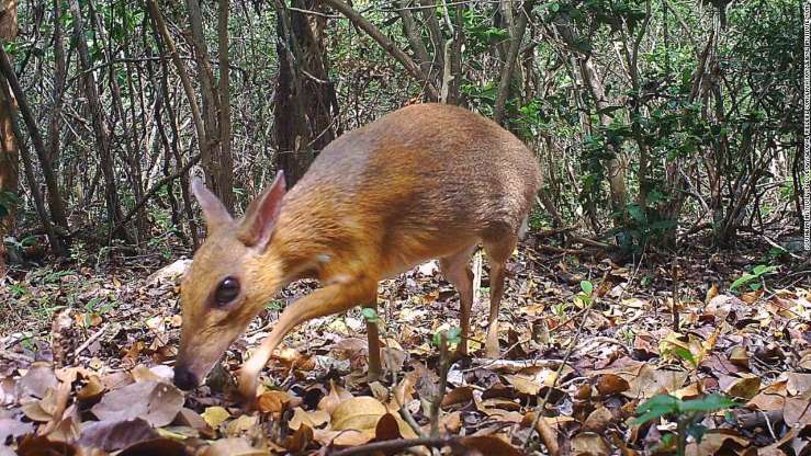 Deer-like animal thought lost to science photographed for first time in 30 years