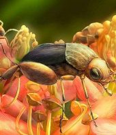 Beetle fossilised in amber reveals earliest evidence of prehistoric pollination as scientists discover the insect had flower traces on its feet when it died 99million years ago