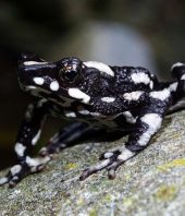 Thought extinct for 30 years, the starry night toad is rediscovered