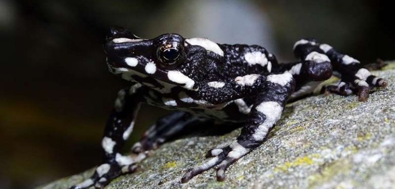 Thought extinct for 30 years, the starry night toad is rediscovered
