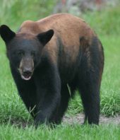 Florida’s black bears remain off limits from hunters — but only for now