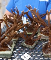 UF Researchers Team Up with Florida Aquarium for NOAA Project, Part of Coral Reef Restoration Initiative