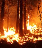 Global warming is the kindling that caused extensive wildfire