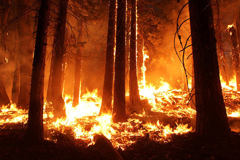 Global warming is the kindling that caused extensive wildfire
