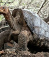 Scientists to search for relatives of extinct Galapagos tortoises