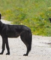 Black Coyotes in Florida