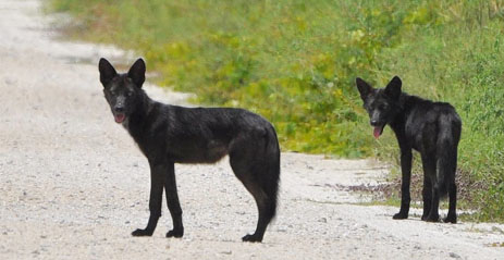 Black Coyotes in Florida