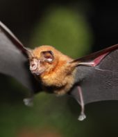Bats, the source of so many viruses, could be the origin of Wuhan coronavirus, say experts