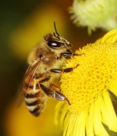 Alien Species Reconsidered: Finding a Value in Non-Natives