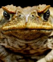 The most dangerous and invasive species in Florida | Photos
