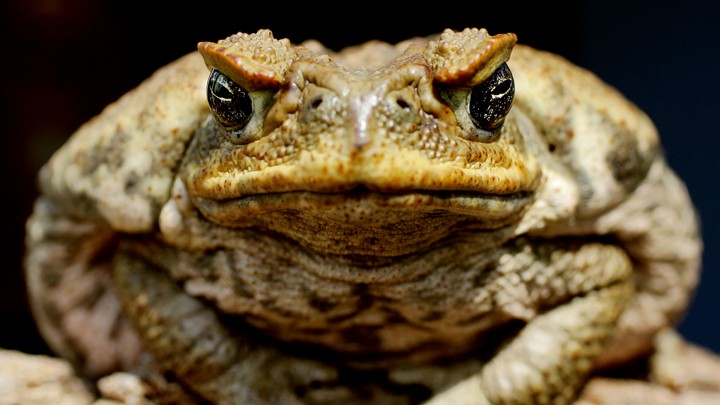 The most dangerous and invasive species in Florida | Photos