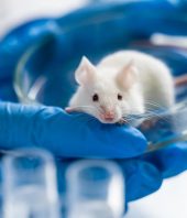 Scientists reverse reproductive clock in mice