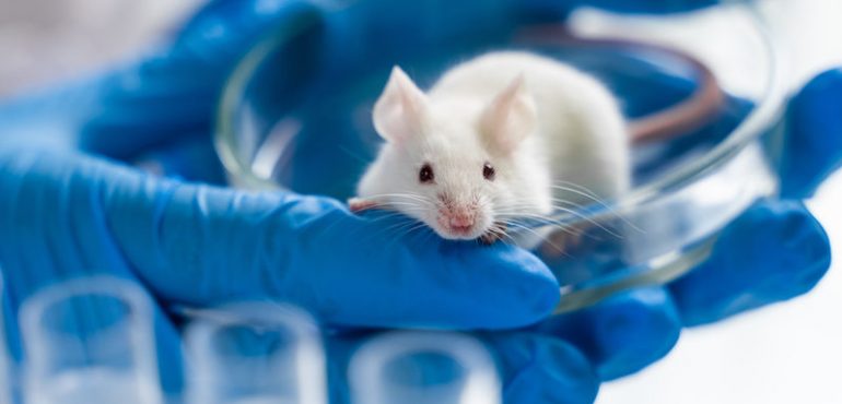 Scientists reverse reproductive clock in mice