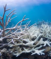 Warming, acidic oceans may nearly eliminate coral reef habitats by 2100