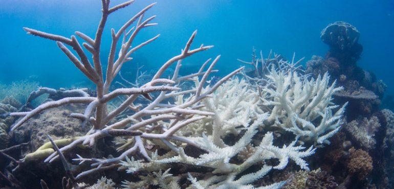 Warming, acidic oceans may nearly eliminate coral reef habitats by 2100