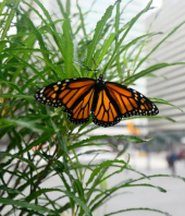 Monarch Butterfly Populations Are Plummeting