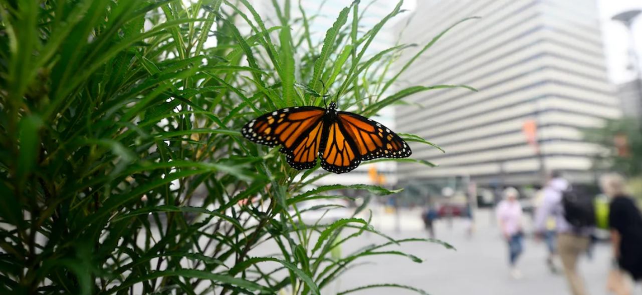 Monarch Butterfly Populations Are Plummeting - Pangaea Biosciences