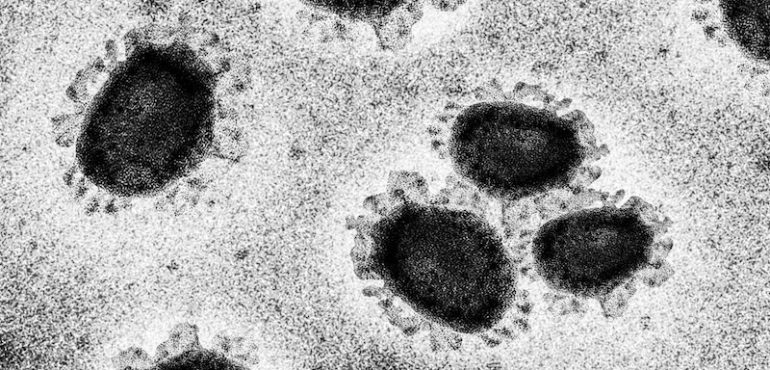 Mutations in SARS-CoV-2 offer insights into virus evolution