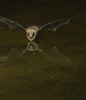 Bat ‘super immunity’ may explain how bats carry coronaviruses, study finds