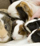 Origins of the beloved guinea pig