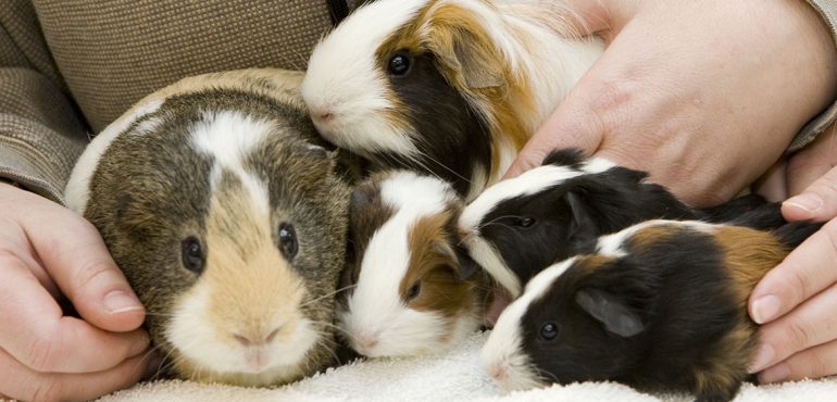 Origins Of The Beloved Guinea Pig - Pangaea Biosciences