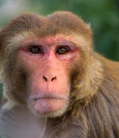 Humans and monkeys show similar thinking patterns