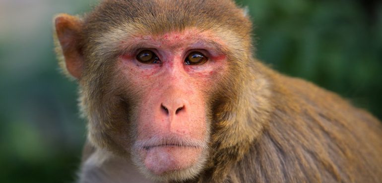 Humans and monkeys show similar thinking patterns