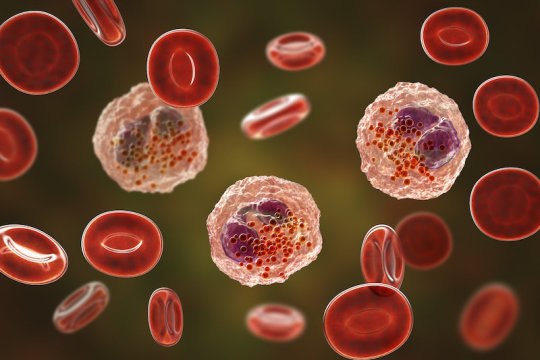 Age-related impairments reversed in animal model