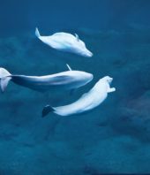 Like humans, beluga whales form social networks beyond family ties