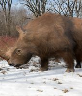 Ancient genomes suggest woolly rhinos went extinct due to climate change, not overhunting