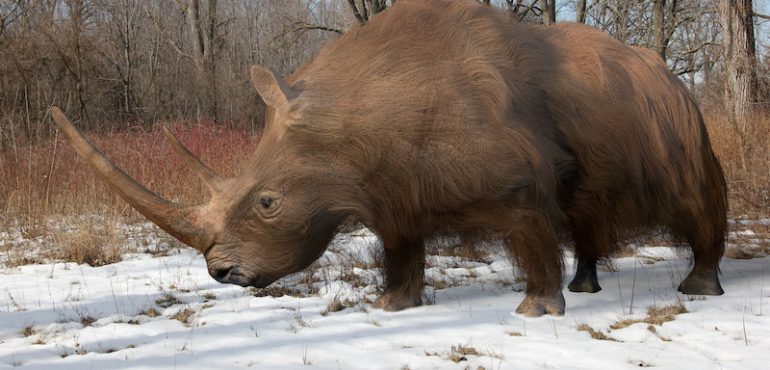 Ancient genomes suggest woolly rhinos went extinct due to climate