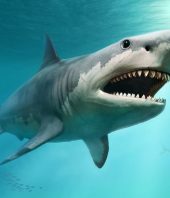 True size of prehistoric mega-shark finally revealed
