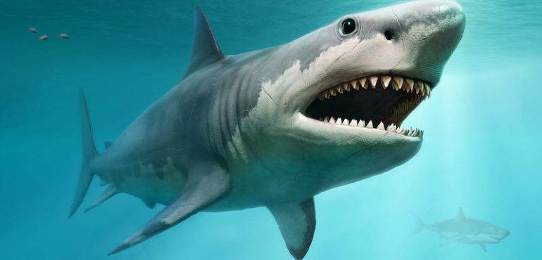 True size of prehistoric mega-shark finally revealed