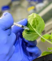 Plant viruses hijack the defense system of plants, but there might be a way to strike back