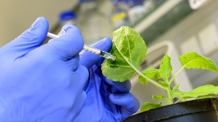 Plant viruses hijack the defense system of plants, but there might be a way to strike back