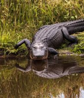 Not just lizards: Alligators can regrow their tails too, new study reveals