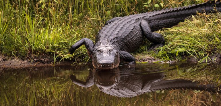 Not just lizards: Alligators can regrow their tails too, new study reveals