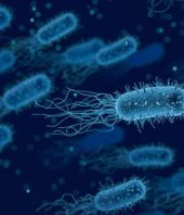 Biodiversity collections, vital for pandemic preparedness, face drop in specimen deposits
