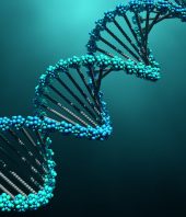 How a single gene alteration may have separated modern humans from predecessors